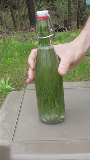 Making Pine Soda & Root Beer from the Woods!