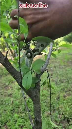 Shaping the Future: A 2-Year Pruning Structure Guide for Plum Trees#pruning #gardening #plum #growin
