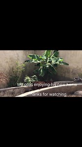 Our growing rabbit farm, we built a new cage for weaners #rabbits #dutchrabbits #bunniesofinstagram #bunnylove #rabbitlife #NewZealandWhite #rabbitsofinstagram #dutchrabbit #rabbit #havanarabbit Part 15 | Victoria Arthur