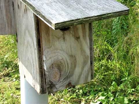 Bluebirds and Tree Swallows nesting together in paired boxes