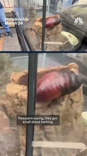Exotic animals rescued from abandoned home in Philly