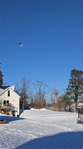 African goose flying