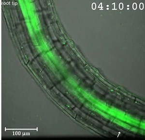 File:Root-System-Architecture-from-Coupling-Cell-Shape-to-Auxin-Transport-pbio.0060307.sv006.ogv - Wikimedia Commons