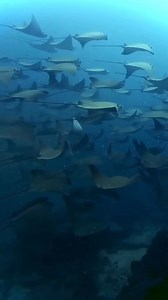 Cabo Pulmo, Baja California Sur, México ✨🌊📍 | Discovering CABO