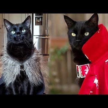 Rover: The Cat Gives Us A Paw-some Fashion Show #catshow #rovercat