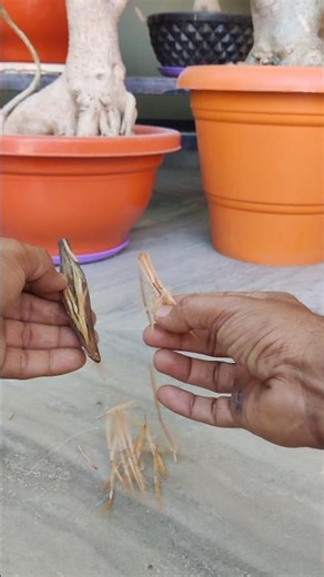adenium seed germination l seedling kaise taiyar kare