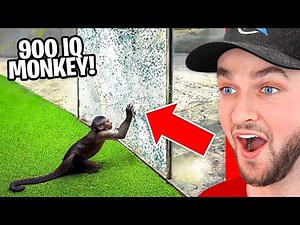 Crazy Animals with 900 IQ!