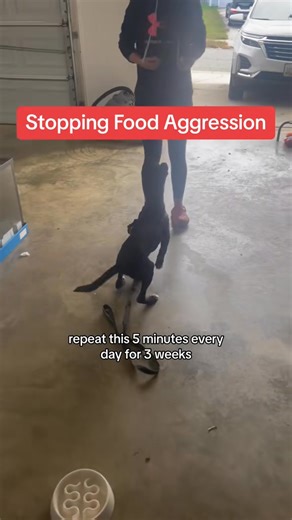 😈How to stop resource guarding in dogs😈 #dogtraining #resourceguarding #clickertraining #aggressivedog #dogaggression #dogbehaviortraining #dogbehavior #dogproblems #rescuedog #shelterdogsrock #dogobediencetraining | Best Buddy Dog Trainer, LLC