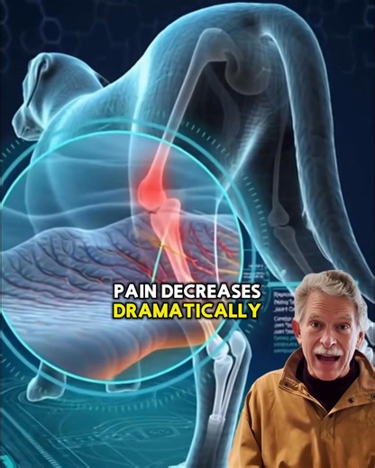 Dog Knee Problems? Protect Both Legs. Most knee braces only support one leg. But when one knee is injured, the other leg compensates—carrying double the weight and stress. That's why so many dogs end up with problems in both knees. PawSupport™ Dual Dog Knee Brace protects BOTH legs. ✅ Distributes weight evenly across both rear legs ✅ Reduces pain from arthritis, ligament injuries, and joint instability ✅ Prevents compensatory overload on the opposite leg ✅ Supports healing post-operation or for 