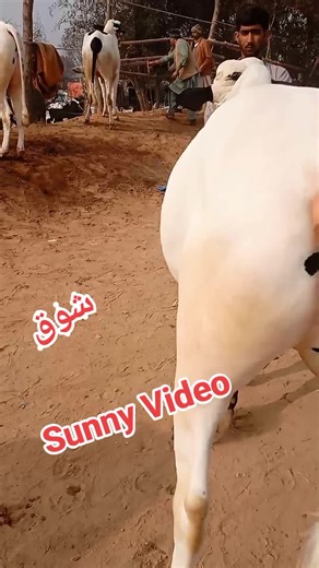 Decorating a Cow in Traditional Rural Style