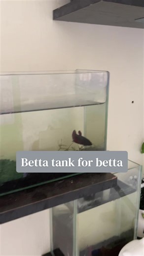 Creating the Perfect Betta Tank