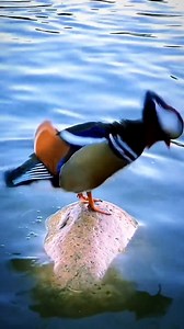 485K views · 6.6K reactions | Mandarin duck 閭 #shorts #facts #viralreelsfb #Amazing | Facts Hub | Facebook