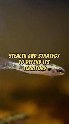 The Checkerboard Cichlid Small But Fearless