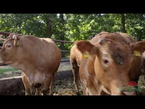 Bullenkastration bei NEULAND