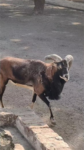 European mouflon A subspecies of wild sheep #animals #usa
