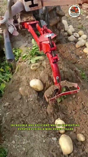 Amazing Potato Harvesting Technique | How to Harvest Potatoes with Mini Power Tiller | Farming