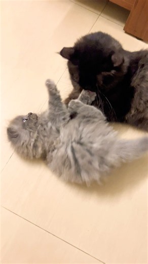 Cute kitty 🫠 | Cat meowing | Cat sound | Cat voice | Cat | Persian cat sound | Cats | Kitten meow