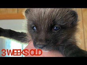 Animal care taker Merri introduces the Arctic fox pups! ♥🦊