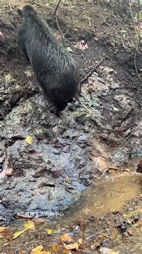 PiggFarming on Instagram: "3 Ways to Raise Pigs for BIG Farmhouse Profits! 🐷💰 Want to turn pig farming into a highly profitable business? In this video, we’ll show you three powerful ways to raise pigs in a farmhouse setting and maximize your earnings. Whether you’re just starting out or already farming, these practical tips will help you boost your farm’s profitability while ensuring your pigs grow healthy and strong. We’ll cover: ✅ The best pig breeds for fast growth and high returns ✅ Feedi