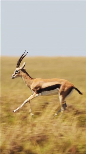 Gazelle Can Run 100 km/h (60 mph)