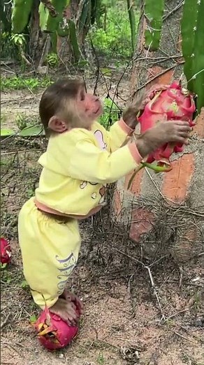 Cutis traders harvest dragon fruit #familycutis #monkey #cutis #shortvideo