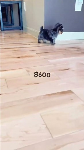 Nobody Tells You This Before Buying a Teacup Yorkie for Sale