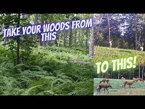 Can You Really Create a THRIVING Food Plot in the Woods?