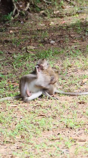Monkey Troop Around Angkor Wat Temple 30 #reels | Discover
