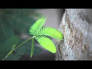 The Moving Plant: Mimosa Pudica