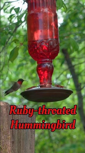 Bird Identification: Ruby-throated Hummingbird