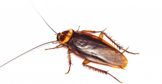 Cockroach Types: The Complete List of Roach Species