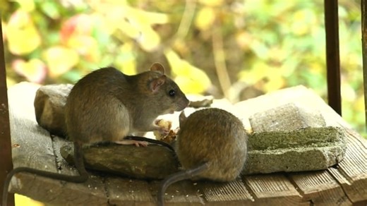 Mouse, Rodent, Mammal. Free Stock Video
