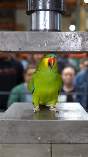 The Parrot Who Roasted The Cops 🦜 #police #fyp #funnyreels #parrot #viral #funny #positivevibes | Beak Patrol