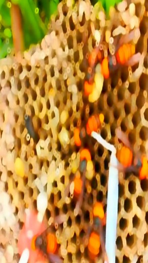 1K views | b 161#bee #nature #bees #honey #macro #savethebees #flowers #beekeeping #naturephotography #beekeeper #honeybee #beesofinstagram #insects #photography #insect #flower #beehive #honeybees #biene #macrophotography #love #bumblebee #bienen #pollen #garden #honeycomb #art #pollinators #naturelovers #beekeepers | 10M | Facebook