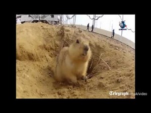 Soyuz Gopher becomes Kazakhstan star