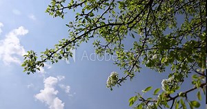 blooming old pear in the spring season, a large number of white flowers on the pear tree during flowering in the orchard