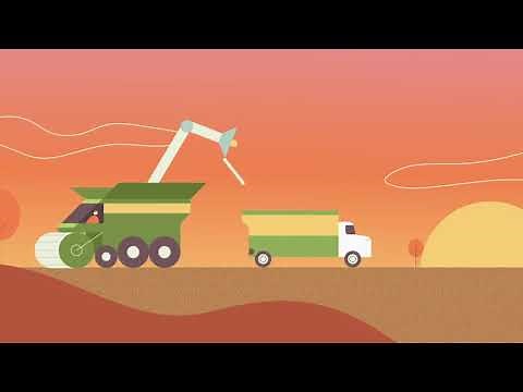 The Life of a Soybean