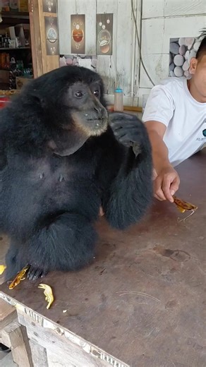 Mumuz Hamil: Perjalanan Menanti Si Kecil