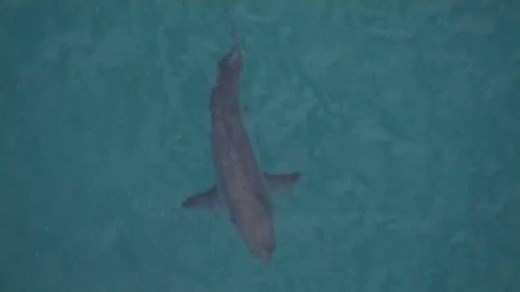 18K views · 307 reactions | KILLER SHARK ATTACK: A 60-year-old surfer has died after witnesses say he was mauled by a 10-foot great white shark in the waters off the coast of Australia. Tom Llamas reports. https://abcn.ws/2UkiLBs | ABC World News Tonight with David Muir | Facebook