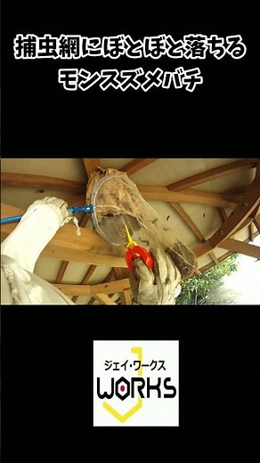 どんどん溜まるモンスズメバチ…これは怖い 滋賀のハチ駆除「ジェイ・ワークス」#モンスズメバチ #スズメバチ #蜂駆除 #捕虫網 #滋賀のハチ駆除 #ジェイワークス #危険生物 #昆虫