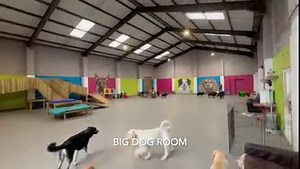 🐾 Take a look into our daycare! 🐾 This is all 3 playrooms at 10am once all dogs had arrived for the day. We are proud of our large rooms where our dogs have space to run, play, climb and to get away from each other if they want to. We separate by size for our dogs safety and comfort. All those happy tails make me so happy! ♥️ | Charlotte's Doggy Daycare