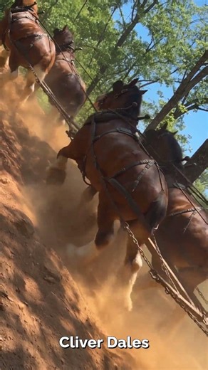 Clydesdale makes insane uphill pull with two loaded wagons in Kentucky