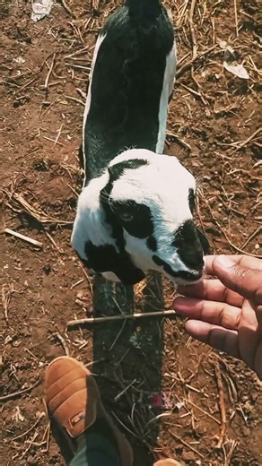 Beautiful baby goat🦙#shorts #trending #villagelife