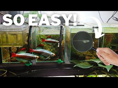 How I Breed White Cloud Minnows by Doing NOTHING