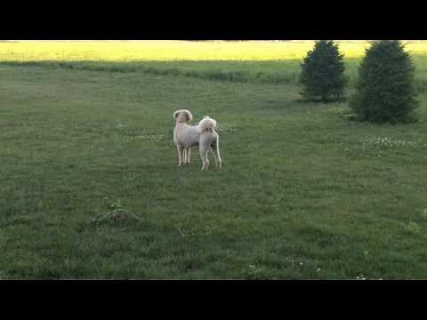 Goldendoodle Dog barking howling