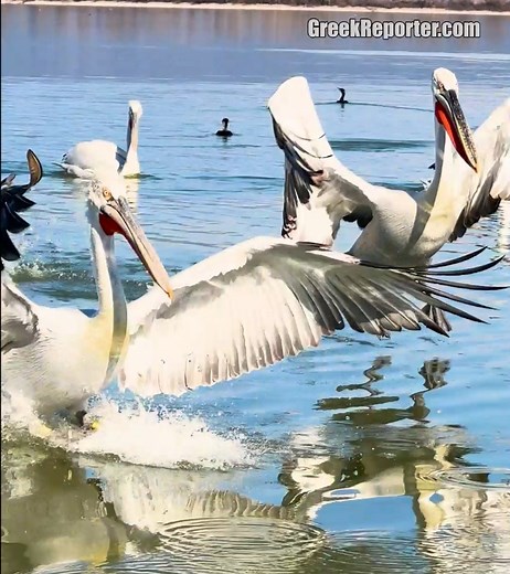 The amazing Lake Kerkini stands out as Greece's premier birding destination and serves as the habitat for the majestic Lake Kerkini's Pelicans. Full story: https://bit.ly/49AncMl | Greek Reporter