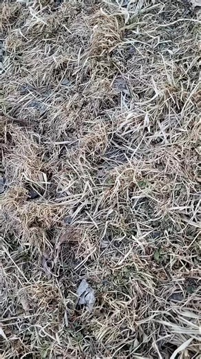 rednek_man56 on TikTok