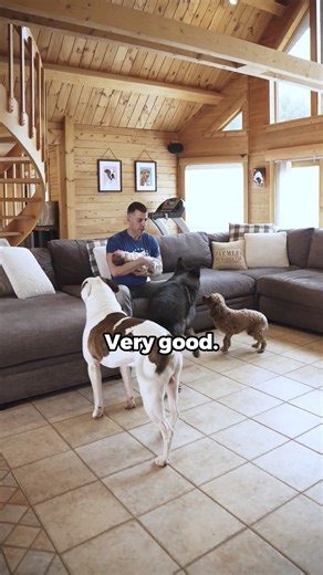 Make sure you check out the video before this of how I initially introduced the baby to the dogs. Now let's say the dogs understand to be calm and keep distance from the baby, and we want to allow the dogs to come closer. Instead of allowing the dogs to get all aroused and invade the baby's space, you'll see I allow the dogs closer but still ask for calmness and to respect the baby's space. Dawson, the cavapoo, and Nico, the German Shepherd, were very calm and curious, but Marty, the American Bu