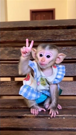 Cutest Monkey Peace Sign ✌️🐒😂