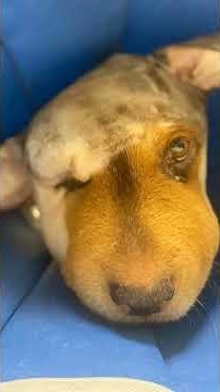 He Barely Had the Strength to Walk, Yet He Followed Us as If Begging for Help #animalrescue